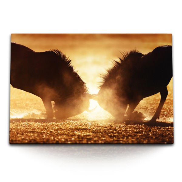 Paul Sinus Art 120x80cm Wandbild auf Leinwand Afrika Wildnis Gnus Bullenkampf Tierfotografie Staub