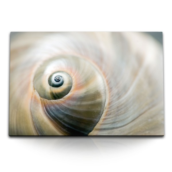 Paul Sinus Art 120x80cm Wandbild auf Leinwand Schneckenhaus Spirale Nahaufnahme Fotokunst Kunstvoll