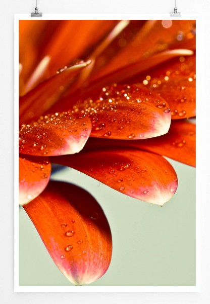 Paul Sinus Art Naturfotografie 60x90cm Poster Rote Gerbera