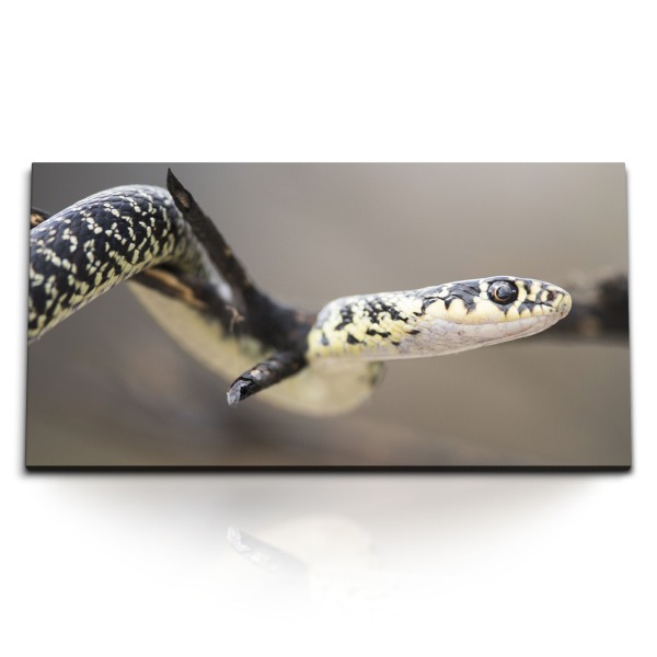 Paul Sinus Art Kunstdruck Bilder 120x60cm Kleine Schlange Reptil Tierfotografie Giftschlange