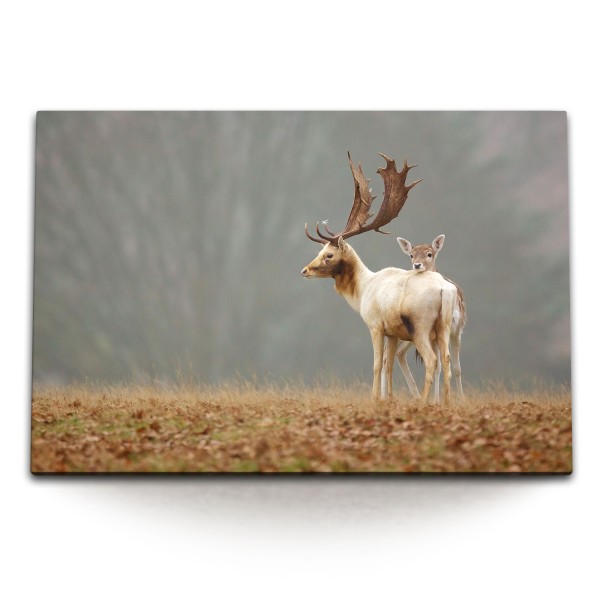 Paul Sinus Art 120x80cm Wandbild auf Leinwand Sikahirsche Im Grasland Natur Hirsche Babyhirsch Tierfotografie