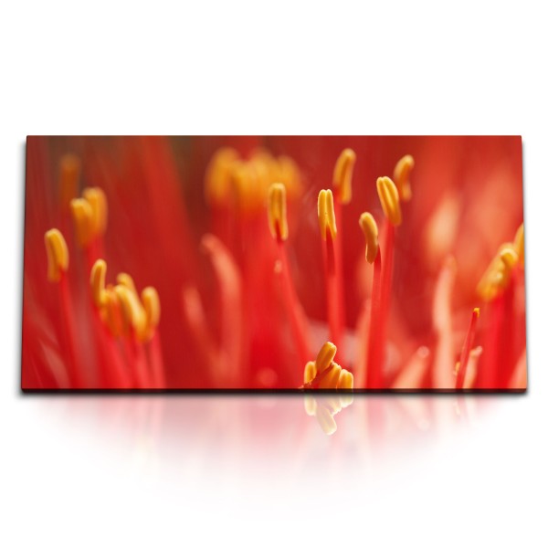 Paul Sinus Art Kunstdruck Bilder 120x60cm Blume Blüte Makro Rot Nektar Fotokunst