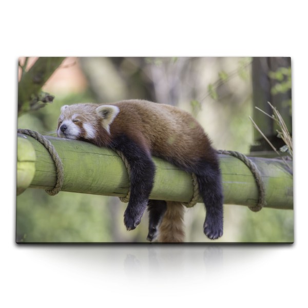 Paul Sinus Art 120x80cm Wandbild auf Leinwand Roter Panda auf Baumstamm Tierfotografie Siesta