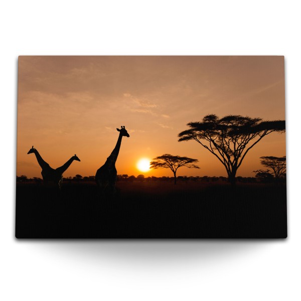 Paul Sinus Art 120x80cm Wandbild auf Leinwand Afrikanische Landschaft Giraffen Abendrot Sonnenuntergang