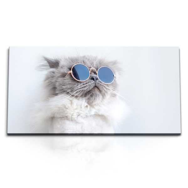 Paul Sinus Art Kunstdruck Bilder 120x60cm Katze mit Sonnenbrille Tierfotografie Kater