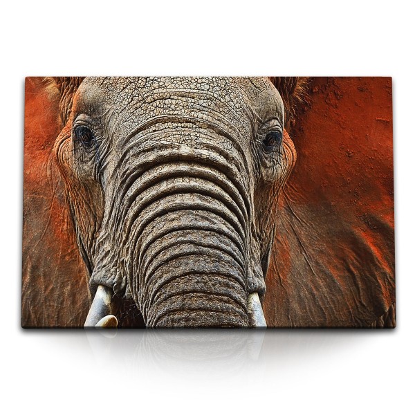 Paul Sinus Art 120x80cm Wandbild auf Leinwand Tierfotografie Elefant Porträt Afrika Safari