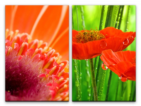 Paul Sinus Art 2 Bilder je 60x90cm Mohnblume rote Blumen Sommer Sonnenschein Wassertropfen Erfrischend Warm