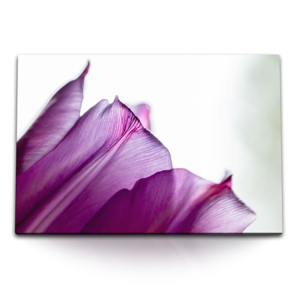 Paul Sinus Art 120x80cm Wandbild auf Leinwand Blume Blüte Makrofotografie Purpur Pink