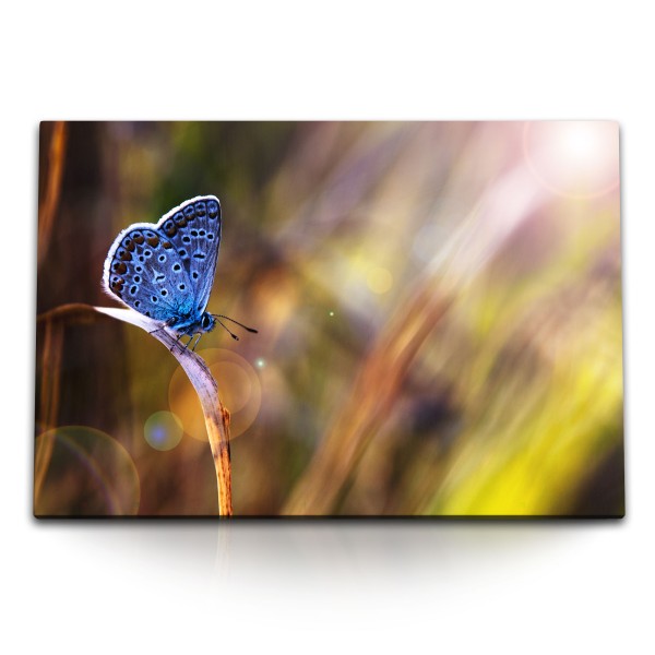 Paul Sinus Art 120x80cm Wandbild auf Leinwand Blauer Schmetterling Fotokunst Nahaufnahme Sonnenstrahl