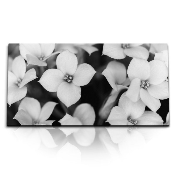 Paul Sinus Art Kunstdruck Bilder 120x60cm Schwarz Weiß Fotografie Blumen weiße Blüten