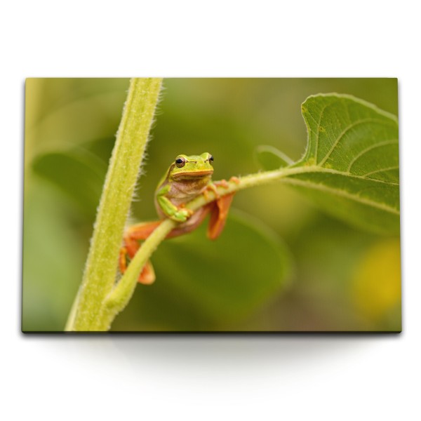 Paul Sinus Art 120x80cm Wandbild auf Leinwand Grüner Frosch Tierfotografie Tropisch Grün Natur