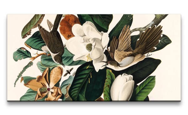 Paul Sinus Art Remaster 120x60cm Kunstvolle Vintage Illustration von Vögel Exotisch Schön Natur Blumen Blüten