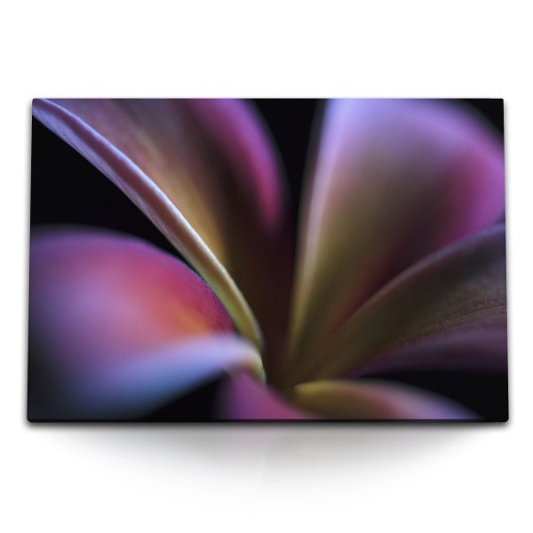 Paul Sinus Art 120x80cm Wandbild auf Leinwand Nahaufnahme Blume Pflanze Fotokunst Dunkel