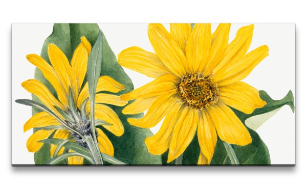 Paul Sinus Art Remaster 120x60cm Botanische Zeichnung Balsamwurzeln Gelbe Blüten Blume Dekorativ