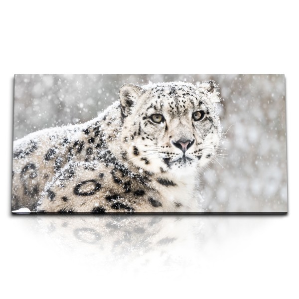 Paul Sinus Art Kunstdruck Bilder 120x60cm Weißer Schneeleopard Leopard Winter Schnee Tierfotografie