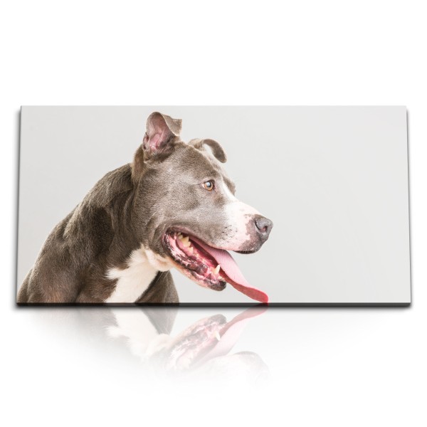 Paul Sinus Art Kunstdruck Bilder 120x60cm Großer Hund Tierfotografie American Staffordshire Terrier