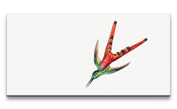 Paul Sinus Art Remaster 120x60cm Kolibri Illustration exotischer Vogel Tropisch Kunstvoll Dekorativ