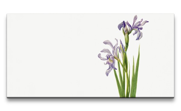 Paul Sinus Art Remaster 120x60cm Botanische Vintage Illustration Iris Blume Blüten Wunderschöne Dekorativ