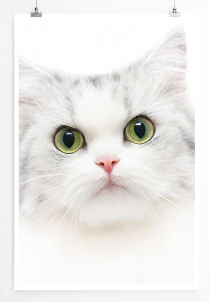 Susse Weisse Katze Mit Grunen Augen 60x90cm Poster Sinus Art Einzigartige Designs Geschenke Wandbilder Wohnaccessoires Zu Fairen Preisen