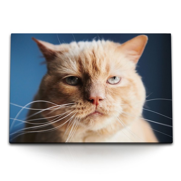 Paul Sinus Art 120x80cm Wandbild auf Leinwand Kater Katze Tierfotografie Porträt Katzenaugen