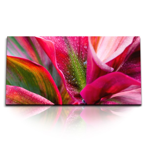 Paul Sinus Art Kunstdruck Bilder 120x60cm Blume Blüte Nahaufnahme Rot Regentropfen