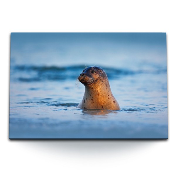 Paul Sinus Art 120x80cm Wandbild auf Leinwand Seehund Robbe im Wasser Meer Tierfotografie