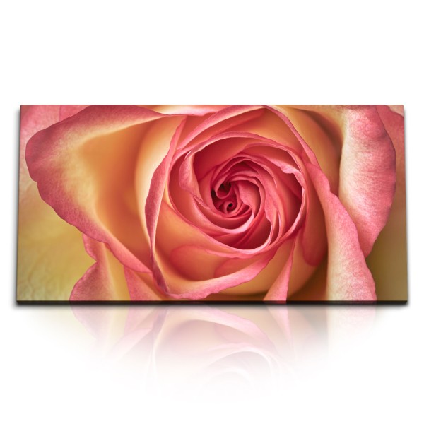 Paul Sinus Art Kunstdruck Bilder 120x60cm Rose Rosenblüte rosa Blume Blüte Nahaufnahme