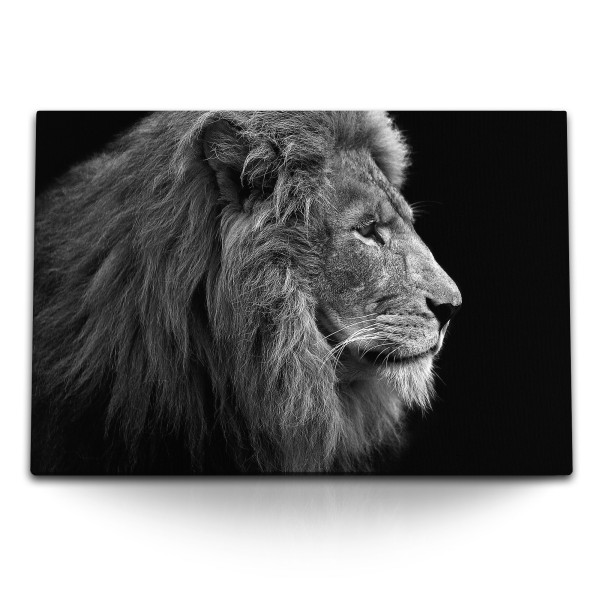 Paul Sinus Art 120x80cm Wandbild auf Leinwand Löwe Raubkatze Großkatze Tierfotografie schwarzer Hintergrund