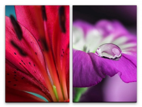 Paul Sinus Art 2 Bilder je 60x90cm Blumen rote Blüte Lilie Wassertropfen Violett Orchidee Makrofotografie