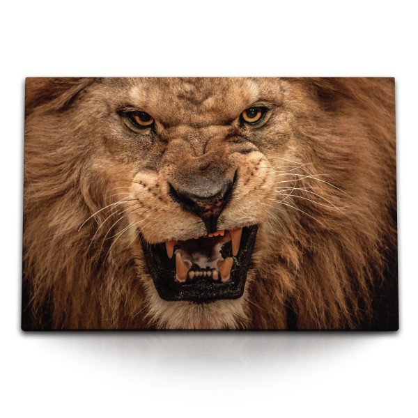 Paul Sinus Art 120x80cm Wandbild auf Leinwand Löwe Tierfotografie Fangzähne Wild Raubkatze