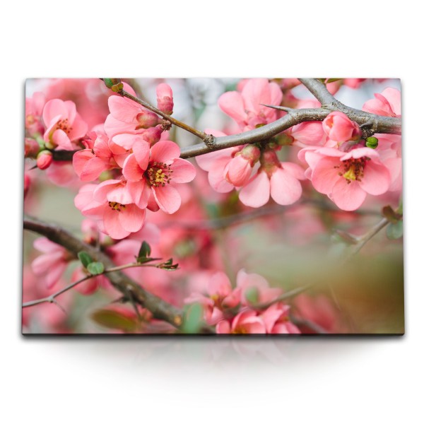 Paul Sinus Art 120x80cm Wandbild auf Leinwand Baumblüten Frühling Blüten Rosa Ast Baum