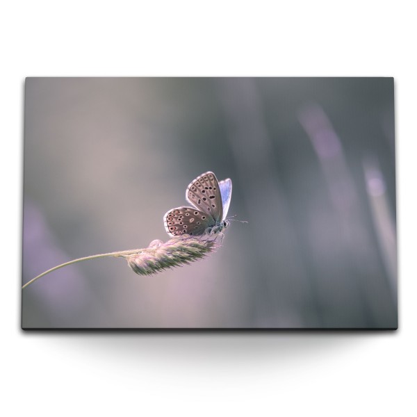 Paul Sinus Art 120x80cm Wandbild auf Leinwand Natur Schmetterling Weizenhalm Halm Nahaufnahme