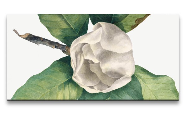 Paul Sinus Art Remaster 120x60cm Botanische Vintage Illustration Magnolia wunderschöne Blume