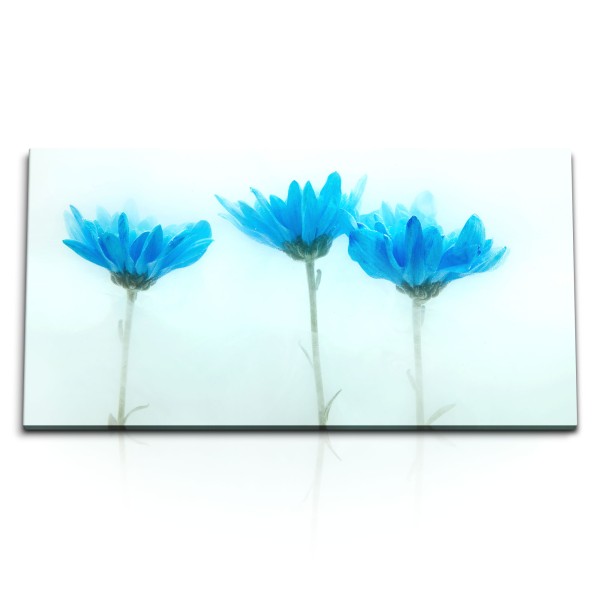 Paul Sinus Art Kunstdruck Bilder 120x60cm Chrysanthemen Blumen Blau Fotokunst Blüten