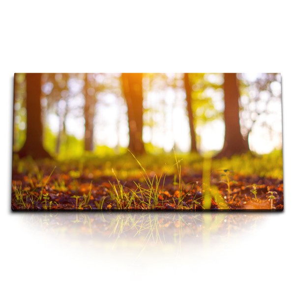 Paul Sinus Art Kunstdruck Bilder 120x60cm Waldboden Wald Sonnenschein Abendsonne Rot