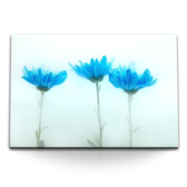 Paul Sinus Art 120x80cm Wandbild auf Leinwand Chrysanthemen Blumen Blau Fotokunst Blüten