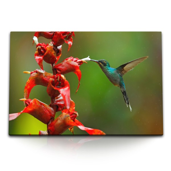 Paul Sinus Art 120x80cm Wandbild auf Leinwand Exotische Blume Regenwald Kolibri kleiner Vogel