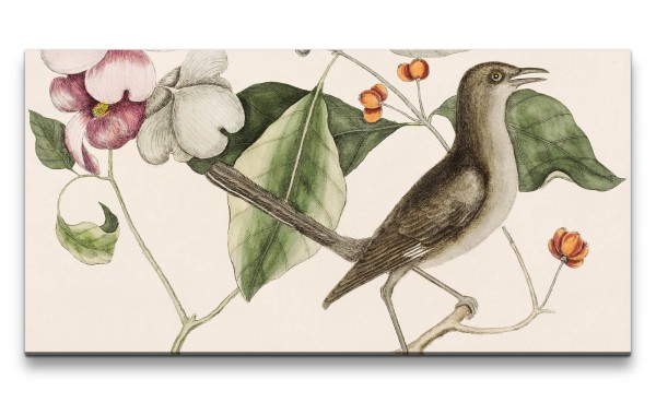 Paul Sinus Art Remaster 120x60cm Mark Catesby Natur Illustration Blüten Vogel Vintage