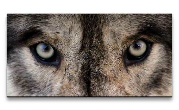 Paul Sinus Art Leinwandbild 120x60cm Wolf Augen Wild Wildnis Mystisch schönes Tier