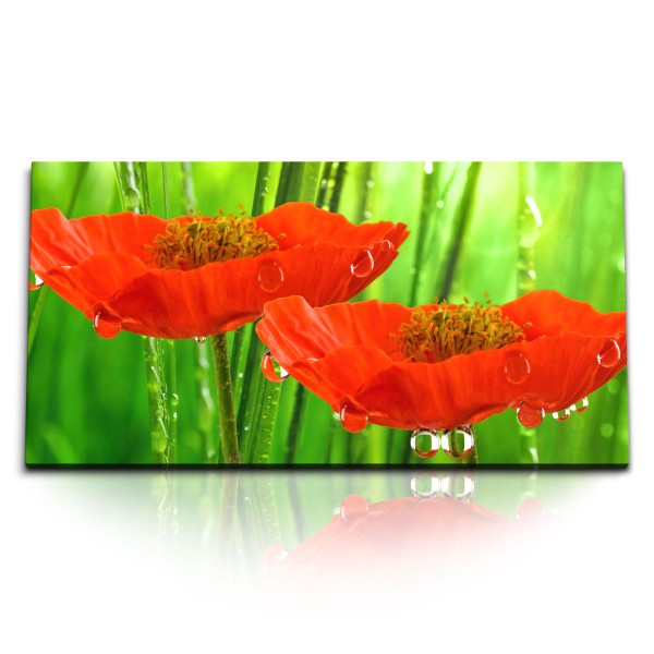 Paul Sinus Art Kunstdruck Bilder 120x60cm Rote Blume Blüten Morgentau Wassertropfen Mohnblume