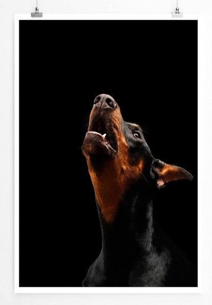 Paul Sinus Art Heulender Dobermann Pinscher Hund 60x90cm Poster