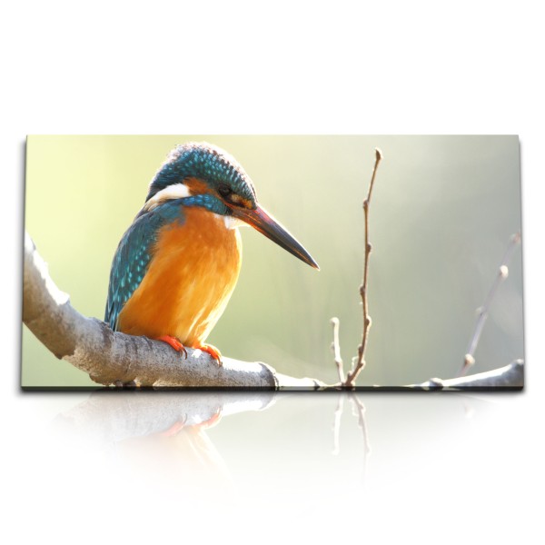 Paul Sinus Art Kunstdruck Bilder 120x60cm Eisvogel kleiner Vogel Tierfotografie Ast Frühling