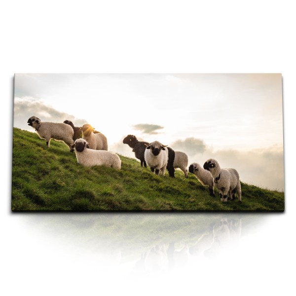 Paul Sinus Art Kunstdruck Bilder 120x60cm Schafe Weide Schafherde Schottland Wiese Natur