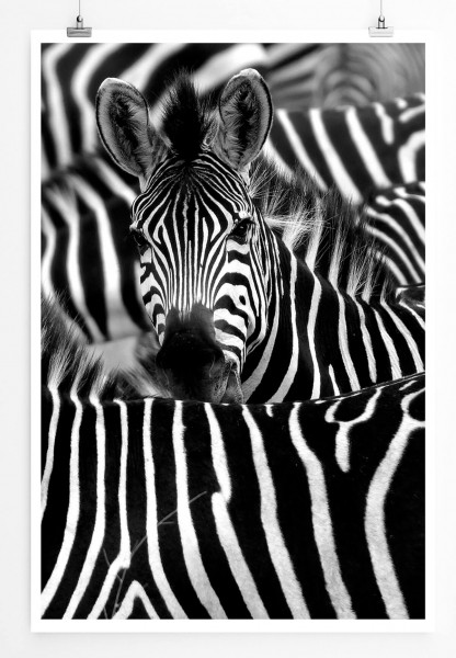 Paul Sinus Art Tierfotografie 60x90cm Poster Zebra in seiner Herde