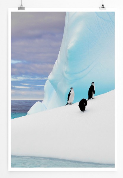 Paul Sinus Art Pinguine auf einem Eisberg in der Antarktis 60x90cm Poster