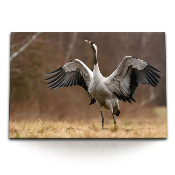 Paul Sinus Art 120x80cm Wandbild auf Leinwand Tierfotografie Kranich Vogel Asien Natur