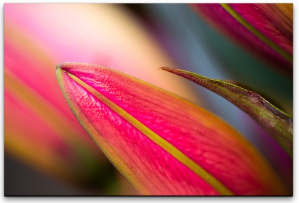 Paul Sinus Art pinke Blätter Wandbild in verschiedenen Größen