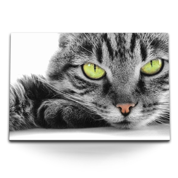 Paul Sinus Art 120x80cm Wandbild auf Leinwand Graue Katze Kater grüne Augen Tierfotografie Katzenaugen