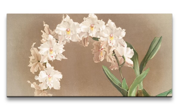 Paul Sinus Art Remaster 120x60cm Wunderschöne Orchidee Kunstvoll Dekorativ weiße Blüten Illustration