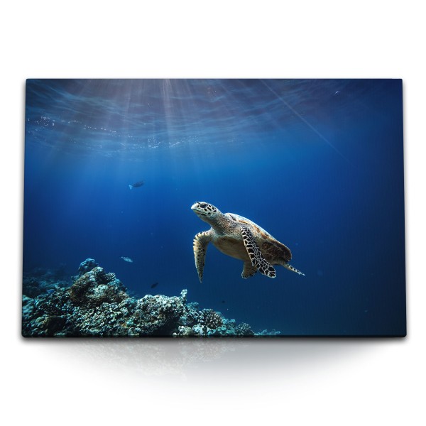 Paul Sinus Art 120x80cm Wandbild auf Leinwand Seeschildkröte unter Wasser Blau Korallenriff Ozean